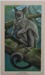 1890 ARBUCKLE COFFEE K1 Animals Series # 42 GALAGO RARE Trade Card - Bild 1 von 2