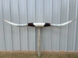 MOUNTED STEER HORNS 8 FEET 1 inch WIDE LONGHORN POLISHED MOUNT BULL COW - Picture 1 of 4