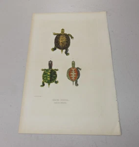 1842 Antique COLOR Print of NORTH AMERICAN TORTOISE and EUROPEAN POND TURTLE - Picture 1 of 1