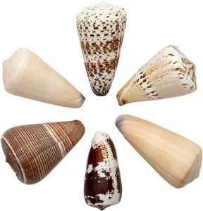 Conos surtidos conchas artesanales a granel conchas marinas 2-3" (1 kilo) (aprox. 24 piezas) - Imagen 1 de 3