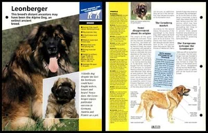Leonberger - Breed - Dogs Of The World Atlas Fact File Card - Picture 1 of 1