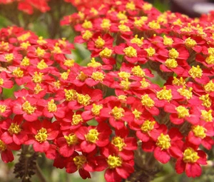 YARROW RED Achillea Millefolium Rubrum - 2,500 Bulk Seeds - Picture 1 of 1