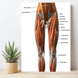 Female Anterior Leg Muscles Poster, Educational Anatomy Wall Art, Medical Decor - Picture 1 of 7