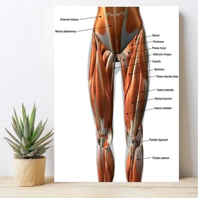 Female Anterior Leg Muscles Poster, Educational Anatomy Wall Art, Medical Decor - Image 1 of 4