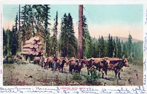 Logging With Oxen Postcard - udb - 1906 - Imagen 1 de 2