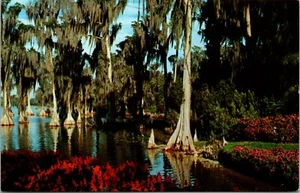 Zypressen in Cypress Gardens Lake Eloise FLORIDA POSTKARTE D17 - Bild 1 von 2