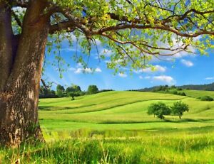 7x5ft Spring Nature View Trees Green Grass Hills Vinyl Backdrop Photo Background