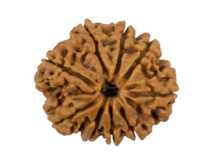 9 Mukhi Rudraksha/Neun Gesichter Rudraksha - Nepal Perlen (24,76 mm) - Bild 1 von 4