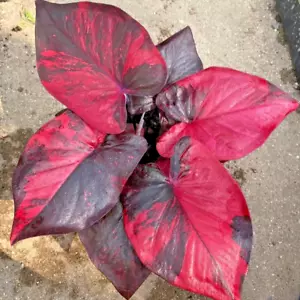 Caladium Wokhano 1 Bulbo Oreja de Elefante Corazón de Jesús Ángel Alas Tailandia - Imagen 1 de 6