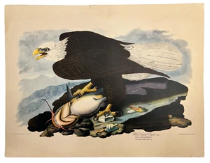 Rare Audubon Birds Of America Print 1828 WHITE HEADED EAGLE - Picture 1 of 13