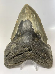 Megalodon Shark Tooth 6.28 inch - Massive - Natural Fossil - Authentic 10457 - Picture 1 of 7