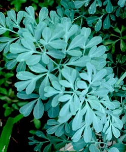 1 Rue Plant 7+” Potted Ruta Graveolens Herb of Grace Medicinal Edible Scent - Picture 1 of 9