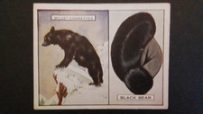 WILLS  1929.  ANIMALS AND THEIR FURS,  N0 1 , OF  25.  BLACK  BEAR.