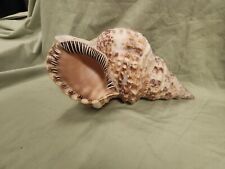 Large Sea Shell for sale