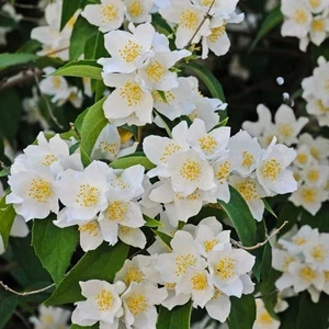 Filadelfo (Philadelphus) Rosace 1L - Una pianta poco esigente - Foto 1 di 8