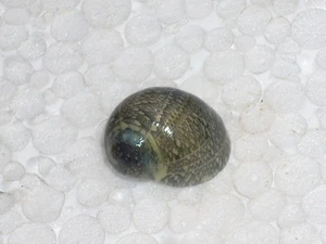 VITTINA POUCHETII AMAZING PATTERN - Picture 1 of 2