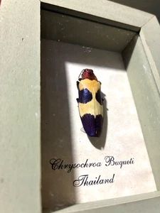 Caja de madera montada CHRYSOCHROA BUQUETI Tailandia Escarabajo Metálico Buprestidae - Imagen 1 de 5