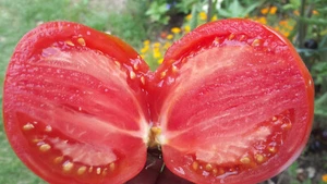 10 graines de tomate Kazakhskaya Sliva-Prune du Kazakhstan tomato seeds méth.bio - Imagen 1 de 6
