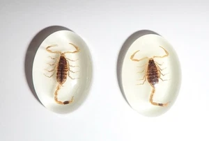 Insect Cabochon Golden Scorpion Oval 18x25 mm Glow in the dark 2 pieces Lot - Picture 1 of 11