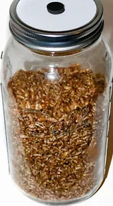 Bacche di segale sterilizzate confezione da 6 barattoli da muratore a sfera mezzo gallone kit coltivazione funghi - Foto 1 di 1
