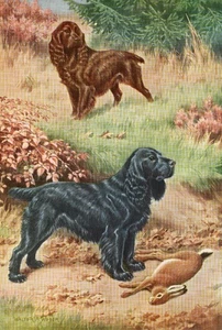 FIELD SPANIEL DOGS OLD 1958 DOG ART PRINT by Artist WALTER A WEBER - Picture 1 of 1