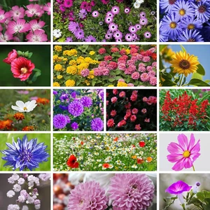 Premium Wildflower Seed Mix - 5,000+ Non-GMO Varieties for Garden Planting - Picture 1 of 15