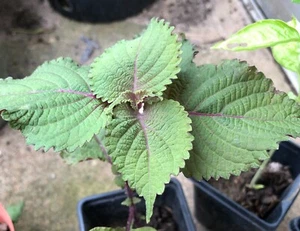 One Purple Perilla Frutescens 紫蘇 Beefsteak Live Plant - Picture 1 of 1