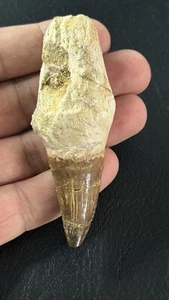 Dinosaurier Fossil Zahn Mosasaurus mit Wurzel 8,2cm bis 70 Millionen Jahre, S3 - Bild 1 von 9