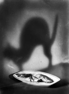 still life w fish and cat's shadow, funny, unusual, ASH Wednesday, Eduard PEZDIK - Picture 1 of 4