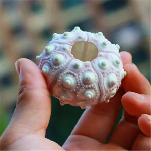 1-pack Sea Urchin Shell For DIY Crafting Seashell Ornament Nautical Decor 4-8cm - Picture 1 of 6