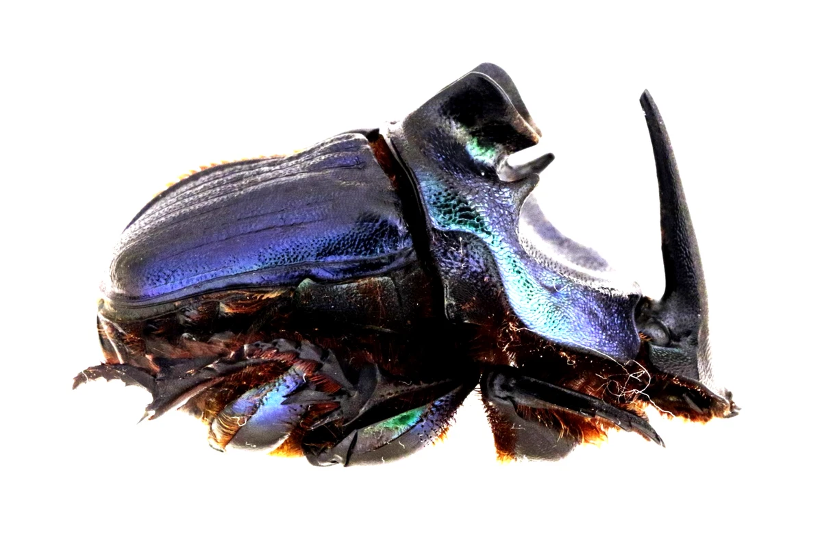 標本用品 Australia Bolboceratidae sp. 24mm Australia