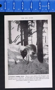 Canadian Timber Wolf in the Wild - 1947 Wildlife Print - Picture 1 of 1