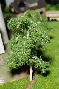 3 Birken, 80 mm, 8 cm hoch in Premium Qualität, jeder Baum ist ein Unikat - Picture 1 of 12