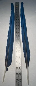 2 Blue & Gold Parrot Tail Feathers 22 Inches - Picture 1 of 4