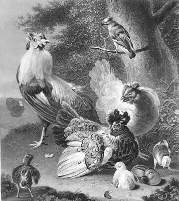COQ, POULES et POUSSINS (par Melchior d'Hondecoeter)- Gravure 19e Grd. Format - Photo 1/2