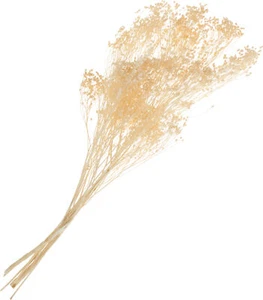 Broom Bloom, aprox. 20 g, L aprox. 40 cm - Imagen 1 de 12