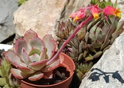 Echeveria Laulensis cactus cacti succulent live plant own roots free gift - Image 1 of 4