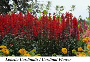 Seeds LOBELIA Cardinalis RED FLAME CARDINAL QUEEN Award WIN Seed LONG LASTING + - Picture 1 of 2