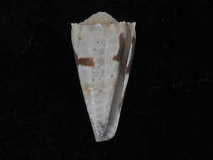 Sea Shell Conus imperialis f. fuscatus 35,7 mm ID#5764 - Imagen 1 de 3