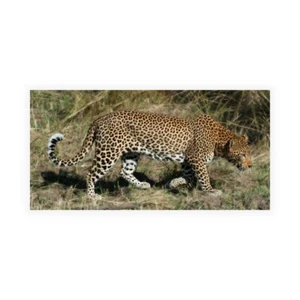 Stampa su Tela su Carta Poster o Quadro Bennion Scott Leopard Hunting - Picture 1 of 2