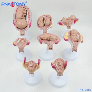 Modelo médico embarazo serie 8 modelos, anatomía modelos de embarazo femenino - Imagen 1 de 12