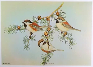 Rex Brasher Bird Print, Chestnut Backed Chickadee on American Larch, 16x12 in. - Picture 1 of 3