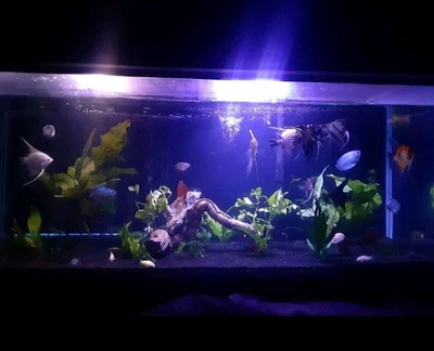 Acuario de 40 galones en venta. El tanque viene con todo. Foto 1 de 3