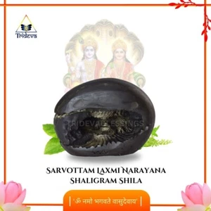 Sarvottam Laxmi Narayana Shaligram Shila - EBS02 - Picture 1 of 5