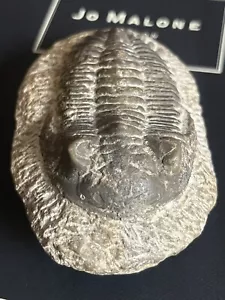 More details for fossil trilobite hollardops devonian age moroccan fossils.