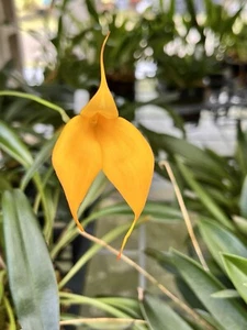 Masdevallia Division Mary Staal ‘Golden gate’ AM/AOS 3.5” Pot - Picture 1 of 6