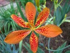 Iris domestica | Blackberry Lily | 10_Seeds