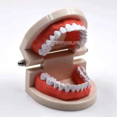 Dental Orthodontic Study Teach Adult Standard Typodont Demonstration Teeth Model - Image 1 of 4