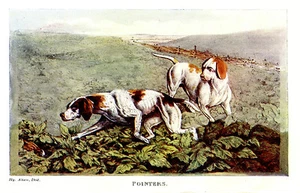 PUNTEROS INGLESES EN PUNTO, DEPORTE DE SANGRE CAZA LIEBRES CONEJOS IMPRESIÓN ALKEN 1903 - Imagen 1 de 1