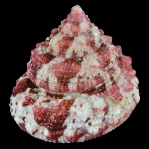 Trochus Ferreirai (Isla Bantayan, Filipinas) 24,4 mm #47393 - Imagen 1 de 4